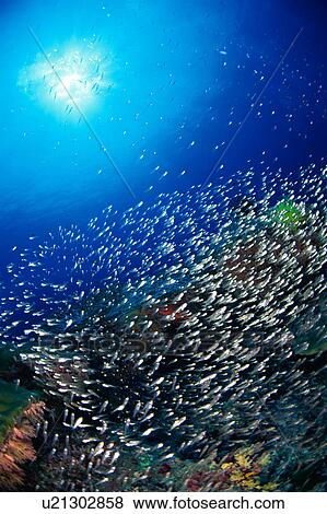 Stock Photo - Large group of arrow cardinal fish swimming underwater, Okinawa, Japan. Fotosearch