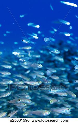 Large group of arrow cardinal fish swimming underwater, Okinawa, Japan View Large Photo Image Stock Photograph - Large group of arrow cardinal fish swimming underwater, Okinawa, Japan. Fotosearch