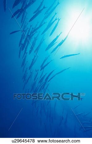 Large group of Barracuda fish swimming underwater, Thailand View Large Photo Image Stock Photo - Large group of Barracuda fish swimming underwater, Thailand. Fotosearch