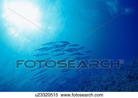Large group of Barracuda fish swimming underwater, Okinawa, Japan View Large Photo Image Stock Photography - Large group of Barracuda fish swimming underwater, Okinawa, Japan. Fotosearch