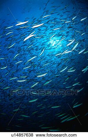 Large group of Bartail Fusiller fish swimming underwater, Maldives View Large Photo Image Stock Photo - Large group of Bartail Fusiller fish swimming underwater, Maldives. Fotosearch