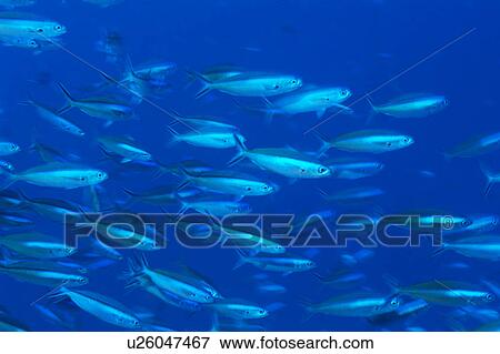 Large group of Bartail Fusiller fish swimming underwater, Maldives View Large Photo Image Stock Photo - Large group of Bartail Fusiller fish swimming underwater, Maldives. Fotosearch