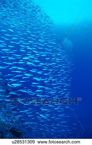 Large group of Bartail Fusiller fish swimming underwater, Maldives View Large Photo Image Stock Photo - Large group of Bartail Fusiller fish swimming underwater, Maldives. Fotosearch