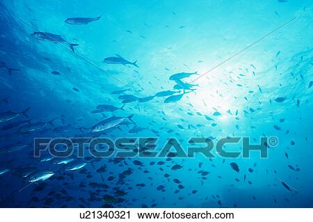 Large group of Bigeye fish swimming underwater, Maldives View Large Photo Image Stock Image - Large group of Bigeye fish swimming underwater, Maldives. Fotosearch