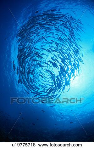 Large group of Bigeye fish swimming underwater, Maldives View Large Photo Image Stock Photo - Large group of Bigeye fish swimming underwater, Maldives. Fotosearch