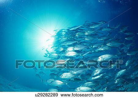 Large group of Bigeye fish swimming underwater, Maldives View Large Photo Image Stock Photo - Large group of Bigeye fish swimming underwater, Maldives. Fotosearch