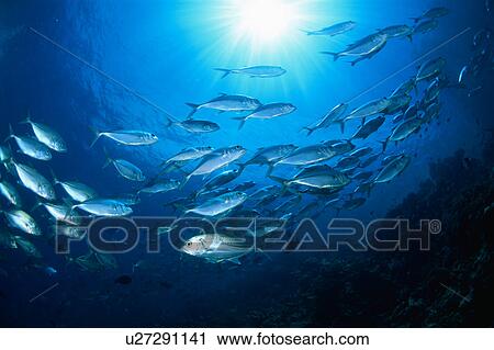Large group of Bigeye fishes swimming underwater in Maldives View Large Photo Image Stock Image - Large group of Bigeye fishes swimming underwater in Maldives. Fotosearch