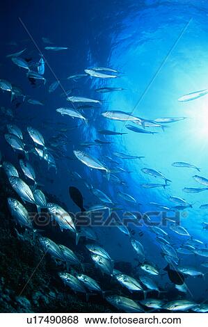Stock Photo - Large group of Bigeye fishes swimming underwater in Maldives. Fotosearch