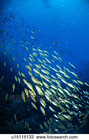 Stock Image - Large group of Bigeye Snapper fish swimming underwater, Thailand. Fotosearch