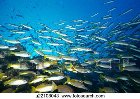 Large group of Bigeye Snapper fish swimming underwater, Thailand View Large Photo Image Stock Image - Large group of Bigeye Snapper fish swimming underwater, Thailand. Fotosearch