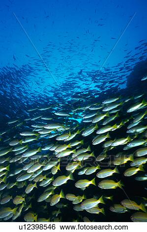 Stock Photograph - Large group of Bigeye Snapper fish swimming underwater, Thailand. Fotosearch