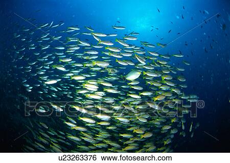 Large group of Bigeye Snapper fish swimming underwater, Thailand View Large Photo Image Stock Photograph - Large group of Bigeye Snapper fish swimming underwater, Thailand. Fotosearch