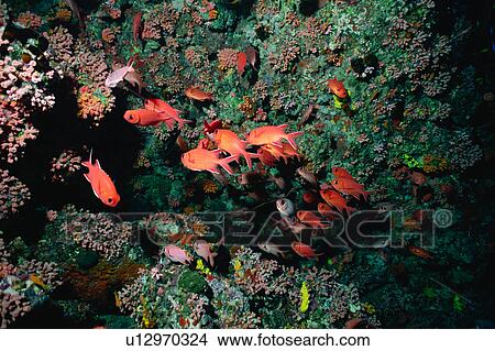 Large group of bigscale soldierfish swimming underwater, Ogasawara, Japan View Large Photo Image Picture - Large group of bigscale soldierfish swimming underwater, Ogasawara, Japan. Fotosearch