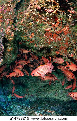 Large group of bigscale soldierfish swimming underwater, Ogasawara, Japan View Large Photo Image Stock Photography - Large group of bigscale soldierfish swimming underwater, Ogasawara, Japan. Fotosearch
