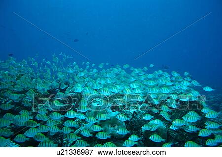 Large group of Convict Surgeonfish swimming underwater, Maldives View Large Photo Image Stock Photo - Large group of Convict Surgeonfish swimming underwater, Maldives. Fotosearch
