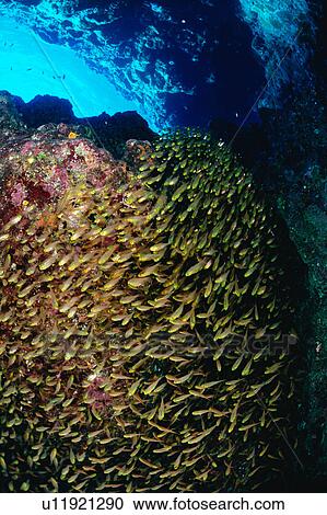 Stock Image - Large group of Glassfish swimming underwater, Okinawa, Japan. Fotosearch