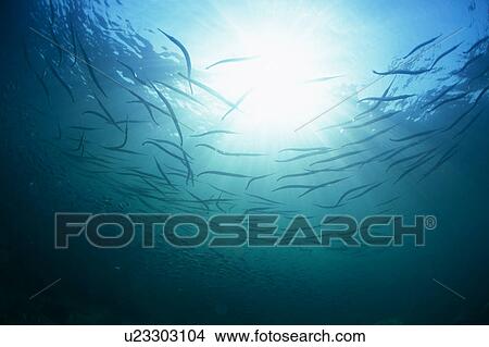 Picture - Large group of Japanese Halfbeak fish swimming underwater, Mexico. Fotosearch