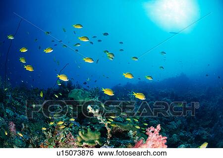 Large group of Ocellated Orange fish swimming underwater, Philippines View Large Photo Image Stock Photograph - Large group of Ocellated Orange fish swimming underwater, Philippines. Fotosearch