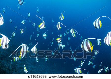 Large group of Pennant Coralfish swimming underwater, Maldives View Large Photo Image Stock Image - Large group of Pennant Coralfish swimming underwater, Maldives. Fotosearch