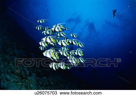 Stock Image - Large group of Pennant Coralfish swimming underwater, Maldives. Fotosearch