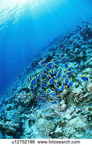 Large group of Powder Blue Surgeonfish swimming underwater, Maldives View Large Photo Image Stock Photo - Large group of Powder Blue Surgeonfish swimming underwater, Maldives. Fotosearch