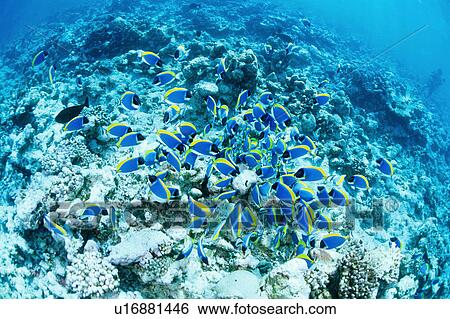 Large group of Powder Blue Surgeonfish swimming underwater, Maldives View Large Photo Image Stock Photograph - Large group of Powder Blue Surgeonfish swimming underwater, Maldives. Fotosearch