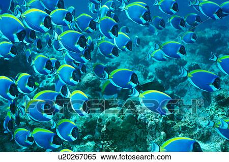 Large group of Powder Blue Surgeonfish swimming underwater, Maldives View Large Photo Image Stock Photography - Large group of Powder Blue Surgeonfish swimming underwater, Maldives. Fotosearch