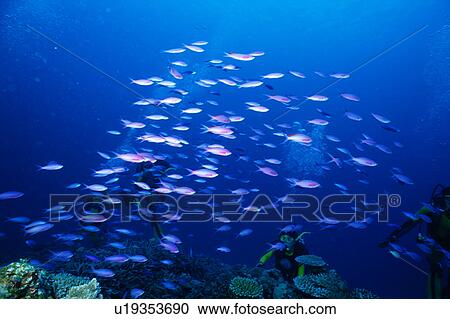 Large group of purple queen fish swimming underwater, Philippines View Large Photo Image Stock Image - Large group of purple queen fish swimming underwater, Philippines. Fotosearch