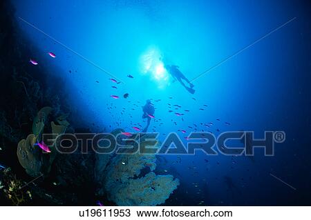 Large group of purple queen fish swimming underwater, Philippines View Large Photo Image Stock Image - Large group of purple queen fish swimming underwater, Philippines. Fotosearch