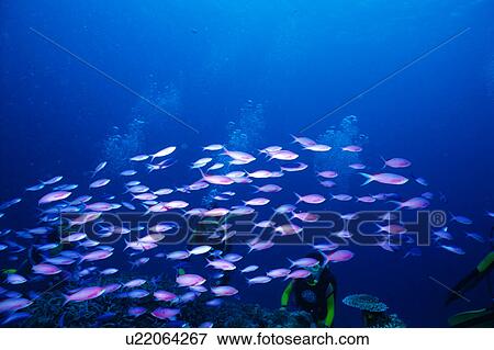 Large group of purple queen fish swimming underwater, Philippines View Large Photo Image Stock Photo - Large group of purple queen fish swimming underwater, Philippines. Fotosearch