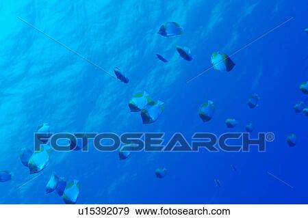 Large group of Pyramid Butterflyfish swimming underwater, Okinawa, Japan View Large Photo Image Stock Photo - Large group of Pyramid Butterflyfish swimming underwater, Okinawa, Japan. Fotosearch