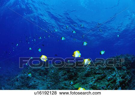 Stock Photo - Large group of Pyramid Butterflyfish swimming underwater, Okinawa, Japan. Fotosearch