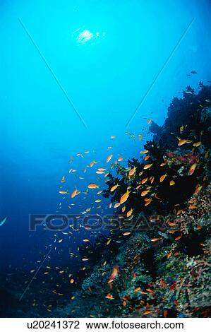 Large group of Sea Goldie fish swimming underwater, Maldives View Large Photo Image Stock Image - Large group of Sea Goldie fish swimming underwater, Maldives. Fotosearch
