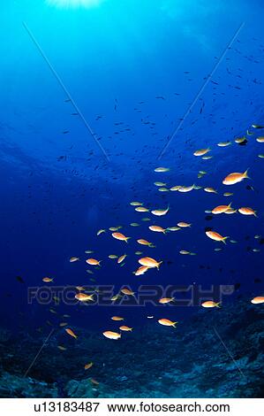 Large group of Sea Goldie fish swimming underwater, Okinawa, Japan View Large Photo Image Stock Photo - Large group of Sea Goldie fish swimming underwater, Okinawa, Japan. Fotosearch