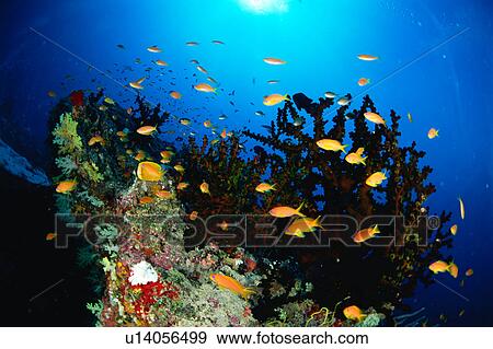 Large group of Sea Goldie fish swimming underwater, Maldives View Large Photo Image Stock Photo - Large group of Sea Goldie fish swimming underwater, Maldives. Fotosearch