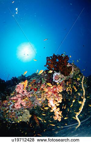 Large group of Sea Goldie fish swimming underwater, Maldives View Large Photo Image Stock Photo - Large group of Sea Goldie fish swimming underwater, Maldives. Fotosearch