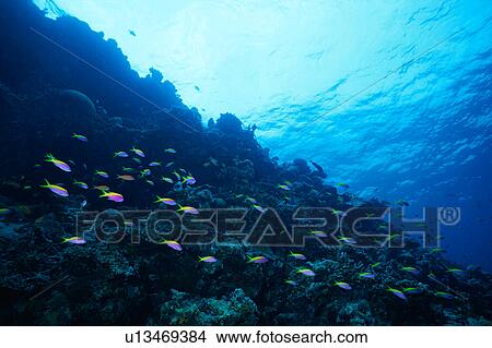 Large group of small colorful fish swimming underwater, Maldives View Large Photo Image Picture - Large group of small colorful fish swimming underwater, Maldives. Fotosearch
