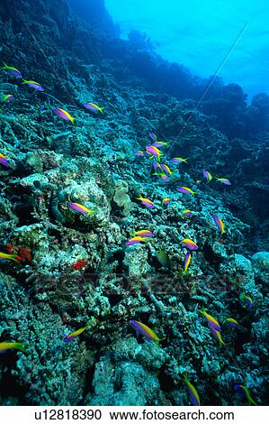 Large group of small colorful fish swimming underwater, Maldives View Large Photo Image Stock Image - Large group of small colorful fish swimming underwater, Maldives. Fotosearch