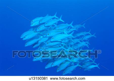 Stock Image - Large group of Yellowfin Goatfish swimming underwater, Midway, USA. Fotosearch