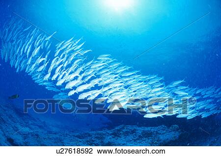 Large group of Yellowfin Goatfish swimming underwater, Midway, USA View Large Photo Image Stock Image - Large group of Yellowfin Goatfish swimming underwater, Midway, USA. Fotosearch
