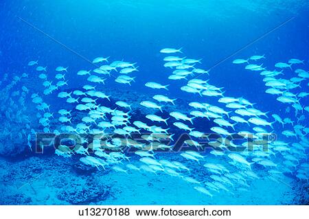 Large group of Yellowfin Goatfish swimming underwater, Midway, USA View Large Photo Image Stock Photo - Large group of Yellowfin Goatfish swimming underwater, Midway, USA. Fotosearch