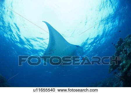 Stock Image - Low angle view of a manta ray swimming underwater, Maldives. Fotosearch
