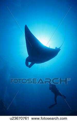 Low angle view of a manta ray swimming underwater, Maldives View Large Photo Image Stock Image - Low angle view of a manta ray swimming underwater, Maldives. Fotosearch