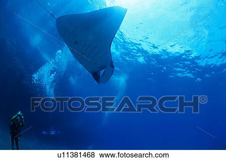 Low angle view of a manta ray swimming underwater, Okinawa, Japan View Large Photo Image Stock Photo - Low angle view of a manta ray swimming underwater, Okinawa, Japan. Fotosearch
