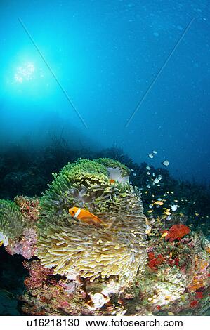 Maldives Anemone fish swimming underwater, Maldives View Large Photo Image Stock Image - Maldives Anemone fish swimming underwater, Maldives. Fotosearch