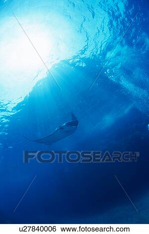Stock Photograph - Manta rays swimming underwater, Okinawa, Japan. Fotosearch