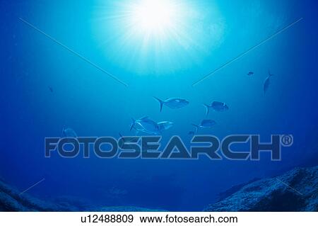 Stock Photo - Medium group of Blue-fin Trevally fish swimming underwater, Midway, USA. Fotosearch