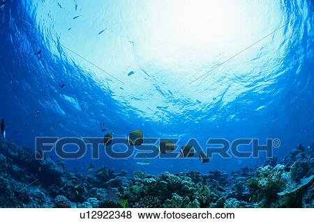 Stock Photo - Medium group of Collare Butterflyfish swimming underwater, Thailand. Fotosearch