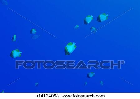 Medium group of Pyramid Butterflyfish swimming underwater, Okinawa, Japan View Large Photo Image Stock Photo - Medium group of Pyramid Butterflyfish swimming underwater, Okinawa, Japan. Fotosearch
