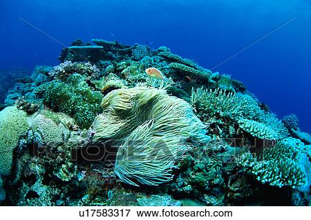 Pink Anemonefish swimming underwater, Okinawa, Japan View Large Photo Image Stock Photo - Pink Anemonefish swimming underwater, Okinawa, Japan. Fotosearch